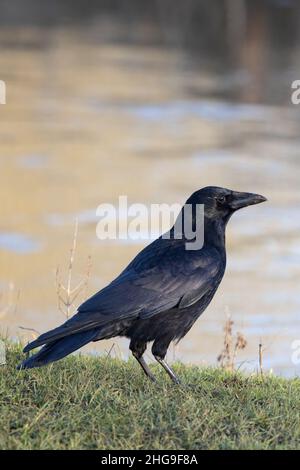 Carrion Crow (Corvus corone) Bowthorpe Norfolk GB UK January 2022 Stock Photo