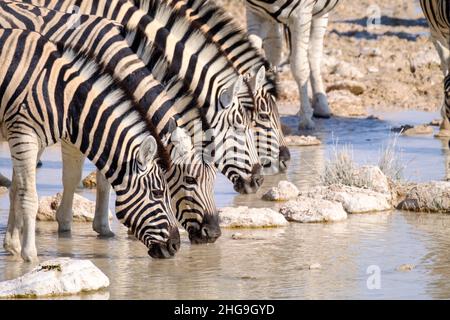 Burchell's zebra group (Equus quagga burchellii) drinks water. Etosha National Park, Namibia, Africa Stock Photo