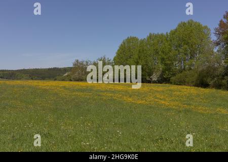 A beautiful dandelion meadow with a forest in the background in the Eifel Stock Photo