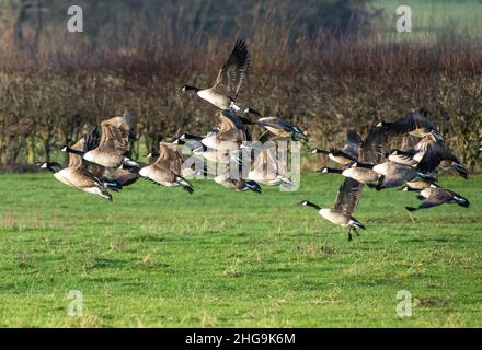 A flock of Canada geese flying over farmland, Ridley, Cheshire, UK. Stock Photo