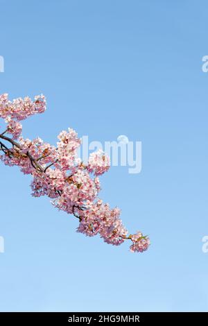 A branch of blooming sakura, cherry blossom flowers with a moon in the blue sky, in the background. Springtime. Stock Photo