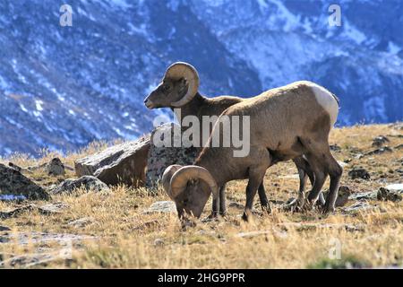 Pair of bighorn sheep grazing on a mountain in winter sunlight Stock Photo