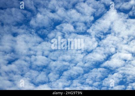 Altocumulus are mid-level layers or patches of cloudlets in the shape of rounded clumps. Usually compose of droplets of water they may also ice Stock Photo