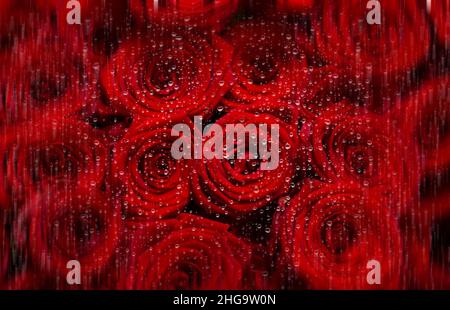Lots of red rosebuds under water drops.Festive red floral background. Stock Photo