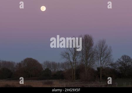 full moon seen in a colourful sky at twilight over trees, from Pagham Harbour north wall, Sussex, UK Stock Photo