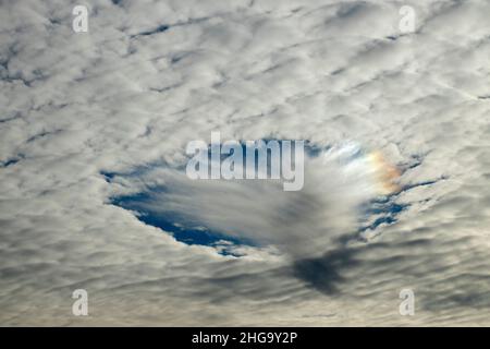 Altocumulus are mid-level layers or patches of cloudlets in the shape of rounded clumps. Up lift has caused a patch of Altocumulus lenticularis Stock Photo