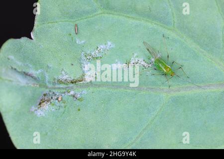 Aphid and thrips on a damaged leaf. These are dangerous pests of plants. Stock Photo