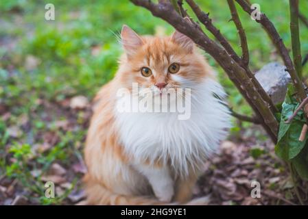 Portrait of red cat. Sweet fluffy cat looking the camera. Yellow cat eyes. Stock Photo