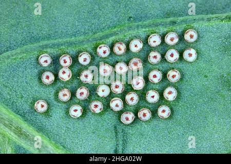 Eggs of Turnip moth - Agrotis segetum - Owlet moth - Noctuidae Under the leaf. The caterpillars of this insect are pests of various crops. Stock Photo