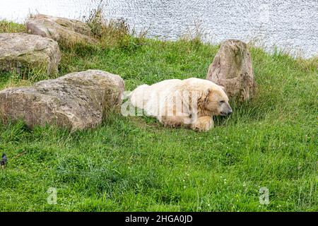 A rather sleepy polar bear at Yorkshire Wildlife Park near Doncaster, South Yorkshire UK Stock Photo