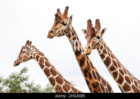 Inquisitive giraffes at Yorkshire Wildlife Park near Doncaster, South Yorkshire UK Stock Photo
