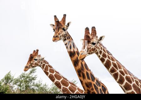 Inquisitive giraffes at Yorkshire Wildlife Park near Doncaster, South Yorkshire UK Stock Photo