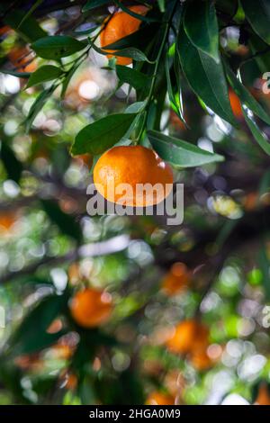 Fresh tangerines in my vegetable garden in Évora, Alentejo. Stock Photo