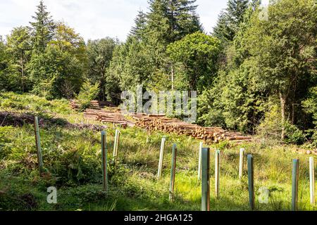 Mature trees, felled timber and replanting in the Forest of Dean near Beechenhurst Lodge, Coleford, Gloucestershire.UK Stock Photo