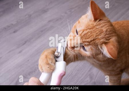 Ginger kitten gnaws scissors for cutting claws close up Stock Photo