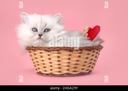 Cute kitten with red heart. Valentine's day pink background. Love, 14th February postcard or greetings design. British longhair breed Stock Photo