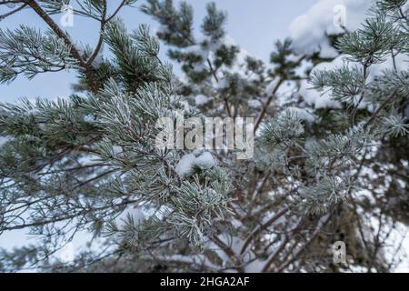 Pine branch covered with hoarfrost and snow, against a blue sky, on a winter frosty day. Close-up.  Stock Photo