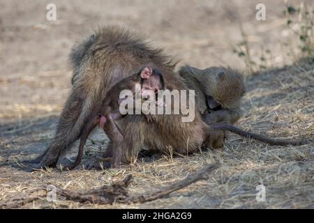 Two Olive baboons (Papio anubis) practicing grooming, Tarangire National Park, Tanzania, Africa Stock Photo