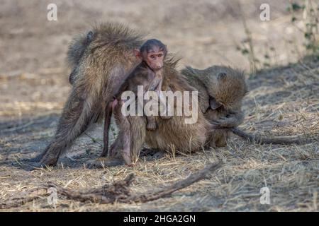 Two Olive baboons (Papio anubis) practicing grooming, Tarangire National Park, Tanzania, Africa Stock Photo
