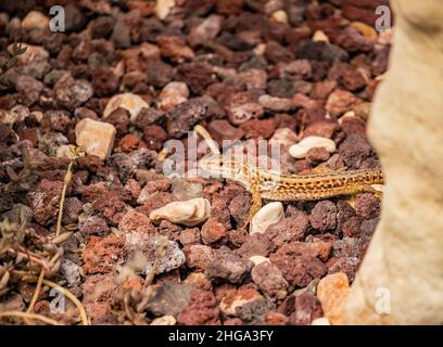 Close up of a small, scaly-skinned lizard crawling cautiously over gravel ground. Reptile with brown and green spotted skin, peeking out from behind a Stock Photo