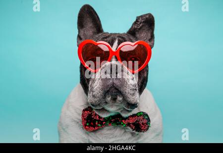 Portrait of French Bulldog with heart shaped glasses celebrating Valentine's day isolated on a blue background Stock Photo