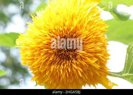 Teddy Bear Sunflower Stock Photo