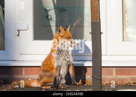 Close up of a wild, UK red fox (Vulpes vulpes) sitting isolated outdoors by the back door of a house in broad daylight! Stock Photo