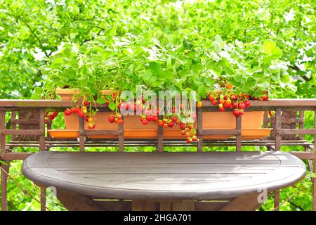 Strawberry plants with lots of ripe red strawberries in a balcony railing planter, apartment or container gardening concept. Stock Photo