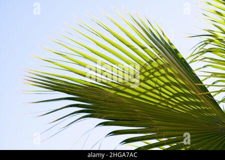 Green palm tree leaves are under blue sky on a sunny day, tropical natural background photo Stock Photo