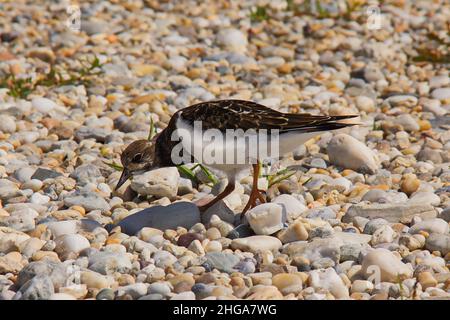 Common sandpiper in Burgenland,Austria,Europe Stock Photo