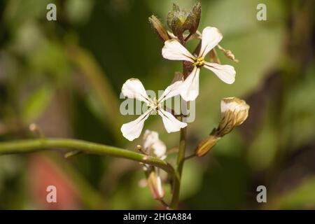 Flowers of the Rocket Plant 13437 Stock Photo