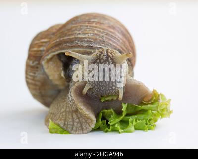 Roman snail eating lettuce in a garden in Austria,Europe Stock Photo