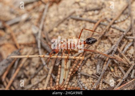 Close up of an Australian Giant Bull Ant, myrmecia gratiosa, with eyes and jaws with twig in front of the nest in focus walking over twigs Stock Photo
