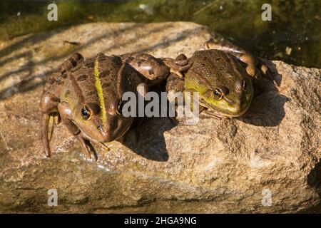 Pair of green frogs on a stone in Austria,Europe Stock Photo