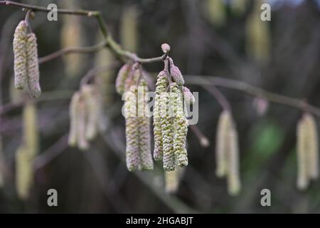 Hazel catkins, Corylus avellana, monecious shrubs, the common hazel flowers, yellow male catkins Stock Photo
