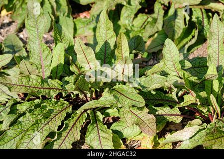 Rumex sanguineus, Red-veined sorrel, Bloody dock plant. Perennial herb growing in a bed Stock Photo