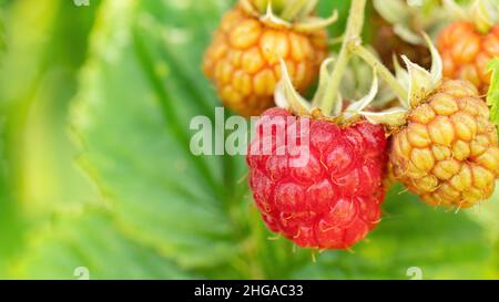 Raspberry growing on a twig macro photography. Detailed red and yellow raspberries ripen in the sun close-up against a background of green foliage. Or Stock Photo