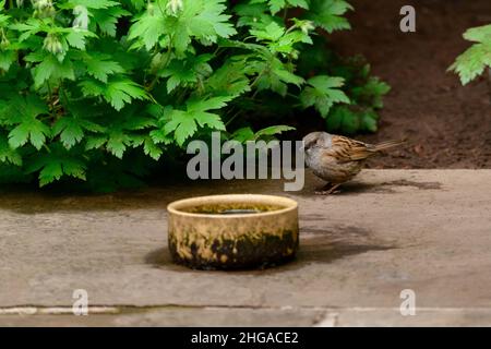 Single garden bird (dunnock) standing on ground (grey, brown black markings, wings, beak, tail, paved patio, by border plant) - Yorkshire, England UK. Stock Photo