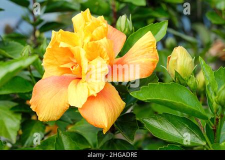 Hibiscus rosa sinensis ‘Koniger’ Chinese hibiscus 'Koniger'. Yellow flowers with deep orange highlights Stock Photo