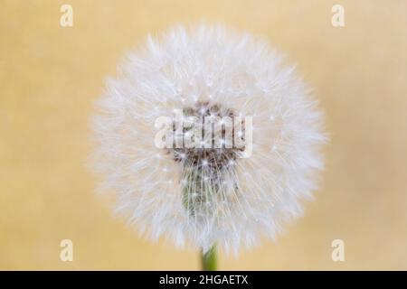 Closed Bud of a dandelion. Dandelion white flower against gold background Stock Photo