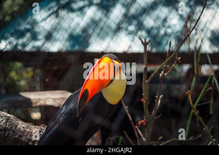 Toucan at the zoo in the summer Stock Photo