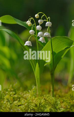 Lily of the valley (Convallaria majalis), Emsland, Lower Saxony ...