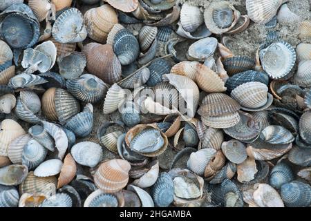 Mussel shells, common cockle (Cerastoderma edule) on the beach, Langeoog, Lower Saxony, Germany Stock Photo