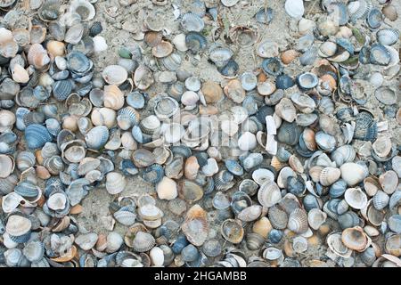 Mussel shells, common cockle (Cerastoderma edule) on the beach, Langeoog, Lower Saxony, Germany Stock Photo