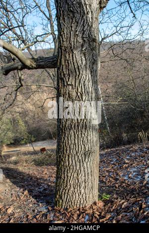 Walnut tree (Juglans regia) trunk.The tree i also known as Persian, Carpathian, English, Madeira or Common walnut. Detail of a bark. Close up. Stock Photo