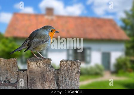 European robin (Erithacus rubecula) perched on weathered wooden garden fence of house in the countryside Stock Photo