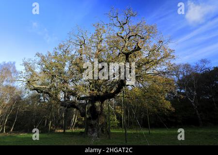 Autumn colours over the Major Oak Tree, Sherwood Forest SSSI, Nottinghamshire, England, Britain, UK Stock Photo