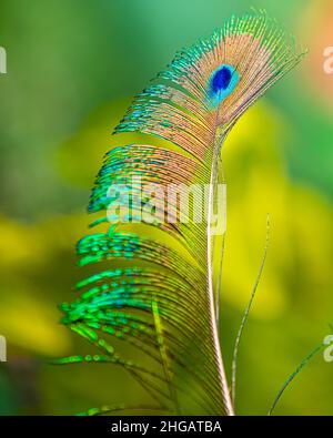 Side feather of peacock shining in glory Stock Photo
