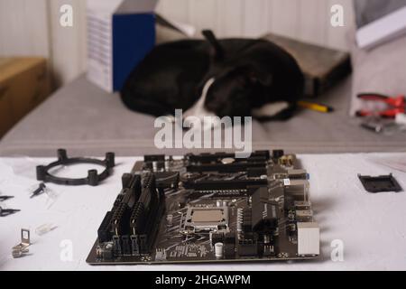 Computer technician installs cooling system of computer. Engineer repairing computer (pc) board. Technician plug in electronic parts on motherboard.Do Stock Photo