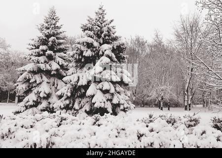 Winter landscape, spruce in a snowy park. Stock Photo